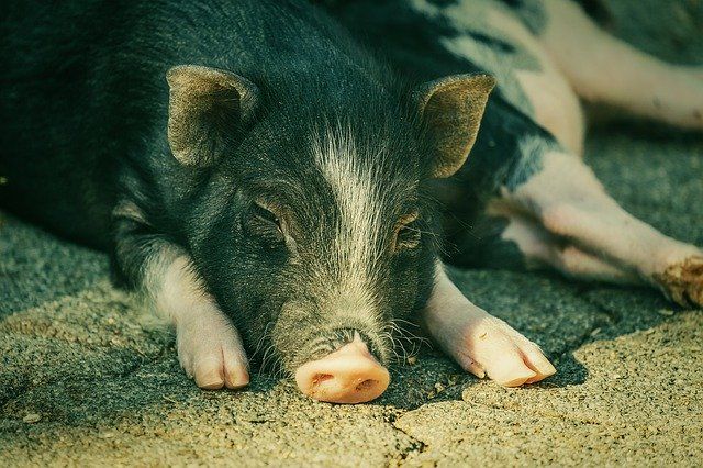 MercyForAnimals's tweet photo. No matter the species, all animals deserve love. ❤️ https://t.co/Vv8vjP9Scr