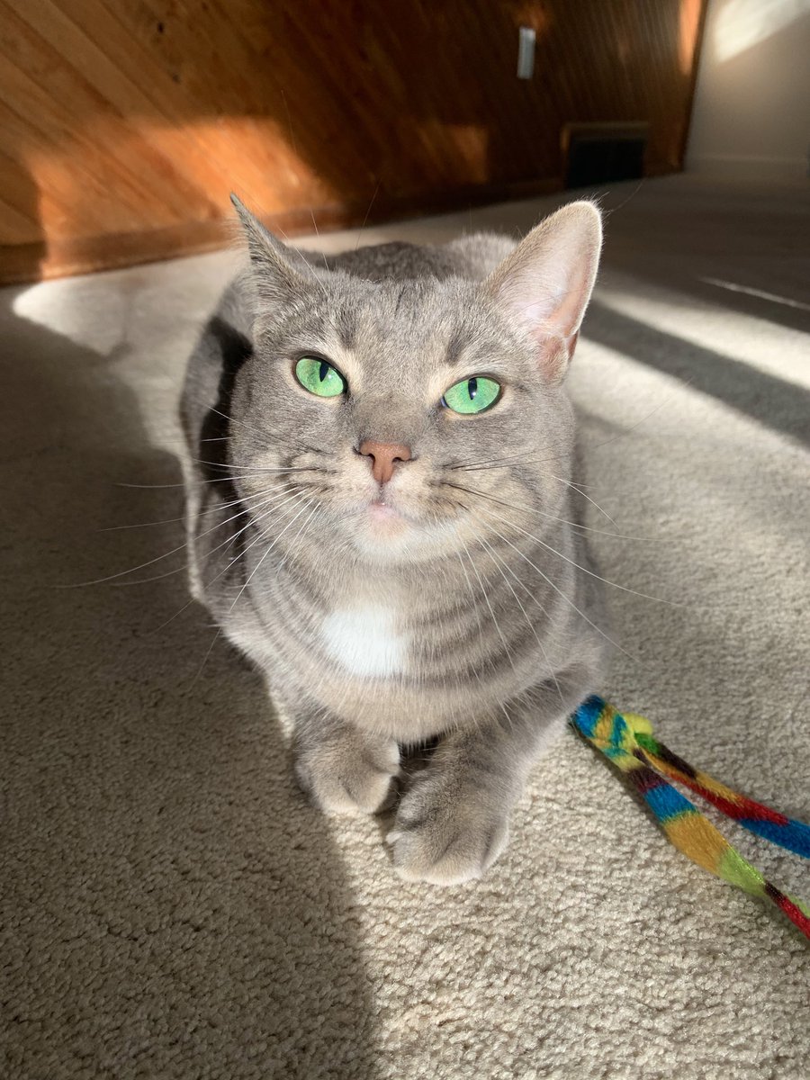 wildcatfiona's tweet photo. If I were a celebrity, who would I be? 🧐 #CatsOnTwitter #cats #catsofinstagram #CatsOfTheQuarantine https://t.co/alcpjtvz4p