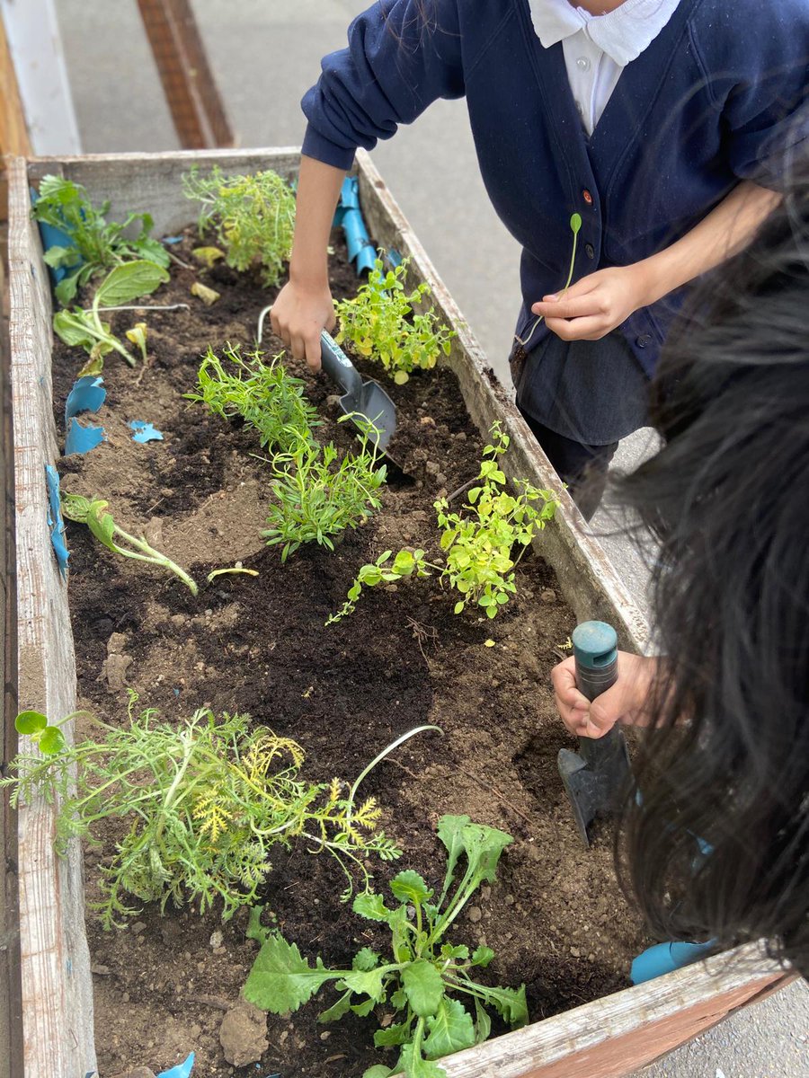 ElizabethSelby's tweet photo. Children planting bee-friendly plants this morning. We're hoping to have our own beehive my the end of next summer. #honeybeeprogramme @WholeKidsFnd @LondonBeeKeeper 🐝 🍯 https://t.co/IaYObpeZFE