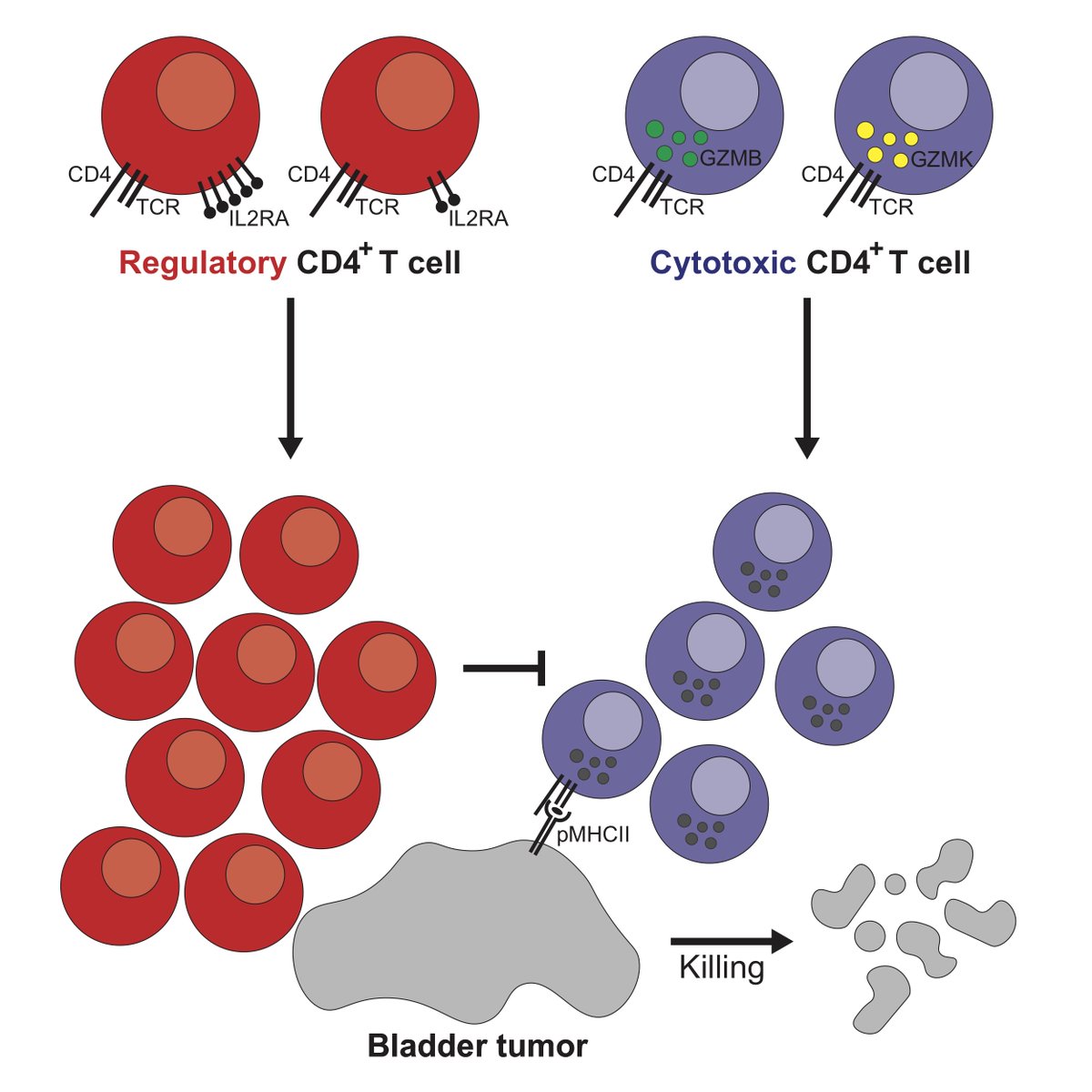Количество т клеток. Cd4+ клетки. Cd4+ cd8+клетки. Cd4+ т-хелперы. Cd4 и cd8 т клетки.