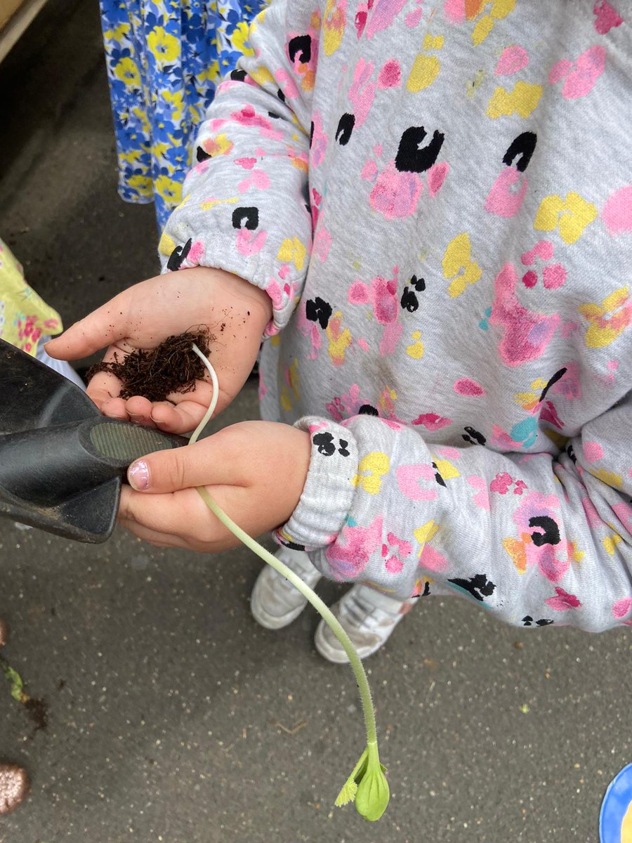 ElizabethSelby's tweet photo. Children planting bee-friendly plants this morning. We're hoping to have our own beehive my the end of next summer. #honeybeeprogramme @WholeKidsFnd @LondonBeeKeeper 🐝 🍯 https://t.co/IaYObpeZFE