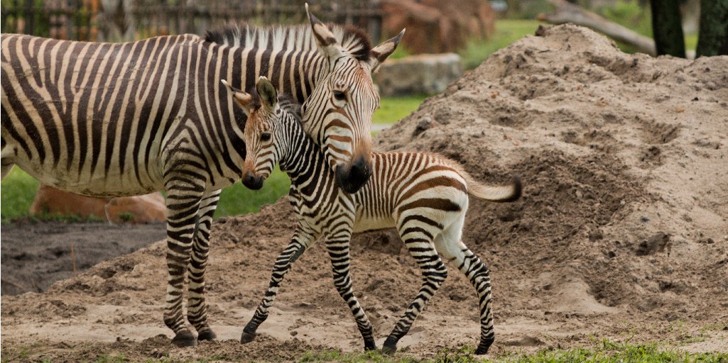 DisneyParks's tweet photo. Today we're happy to share photos of Phoenix, the Hartmann's mountain zebra foal born last month at Disney's Animal Kingdom Lodge. Little Phoenix recently made her first appearance on the resort's Sunset Savanna! 🦓 https://t.co/m67KlNLMGB #DisneyMagicMoments https://t.co/lCUlgB8N5g