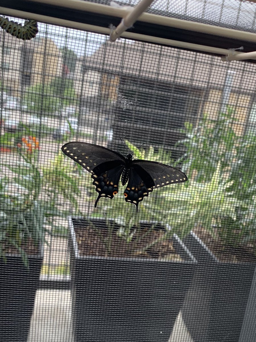 First black swallowtail emerged yesterday 🥰🦋 3 more to go!