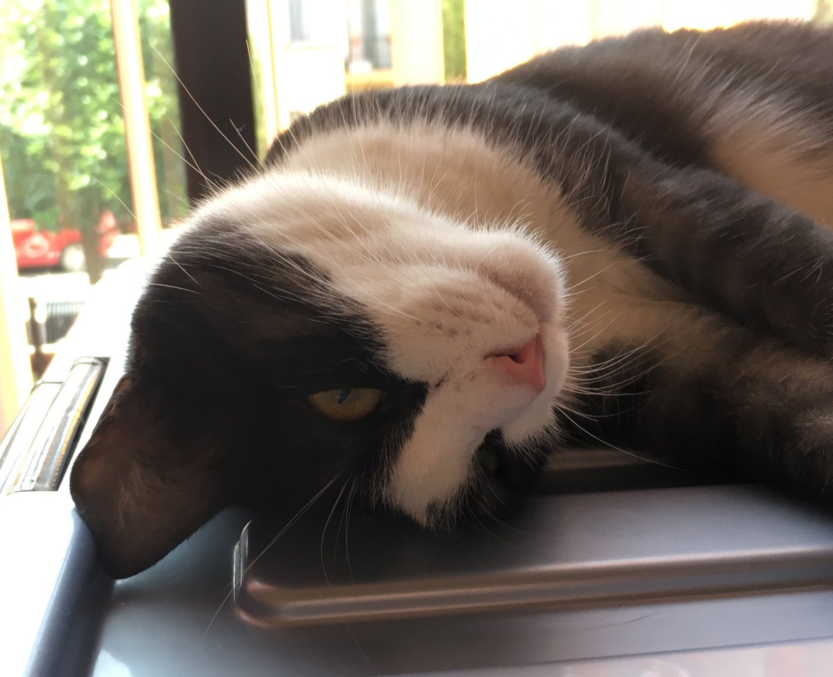 ThalizTH's tweet photo. Nuestra siguiente plática será sobre gatos ferales (adultos y cachorros). ¿Tienes un gato feral en casa? Compártenos su mejor foto y será agregada a la plática para demostrar que podemos tener un feral medio hogareño. Les dejo la foto de mi feral, Fiyi 😾😸 https://t.co/mpo2g5GNJP