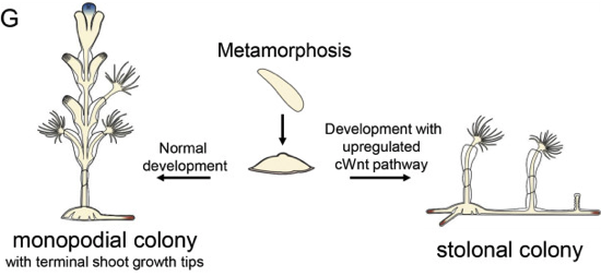 Dev_Bio_Journal's tweet photo. #DBteaser #DBfeatures #DevBio #ICYMI
"сWnt signaling modulation results in a change of the colony architecture in a hydrozoan" by Tatiana Bagaeva, @KremnyovS et al. (2019). Making highly elaborate colonies with a variety of branching patterns!
Read it -> https://t.co/wJ4AcgxG43 https://t.co/wOE8yCdKt0