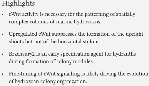 Dev_Bio_Journal's tweet photo. #DBteaser #DBfeatures #DevBio #ICYMI
"сWnt signaling modulation results in a change of the colony architecture in a hydrozoan" by Tatiana Bagaeva, @KremnyovS et al. (2019). Making highly elaborate colonies with a variety of branching patterns!
Read it -> https://t.co/wJ4AcgxG43 https://t.co/wOE8yCdKt0
