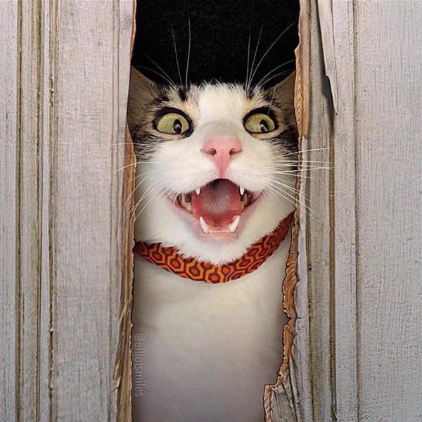 これなら見ても怖くなさそう？？猫版シャイニングｗｗ