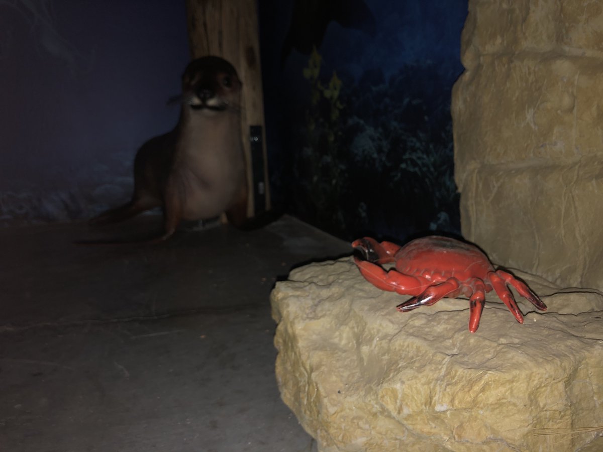 SMVDiscovery's tweet photo. Here's another little peek at what we're working on for the Coast Pier Exhibit and some of the new friends we'll have there. 🌊⚓️ https://t.co/Pzgn6JMuOY