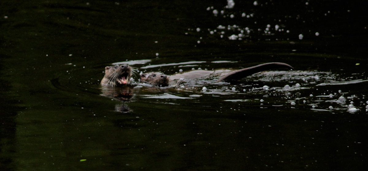 Gordon Muir tweet media