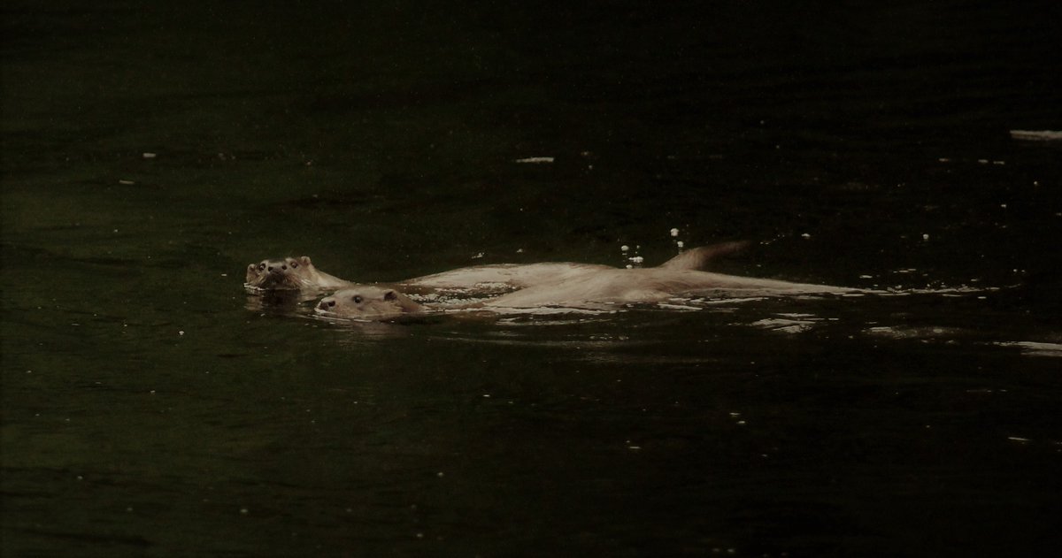 Gordon Muir tweet media