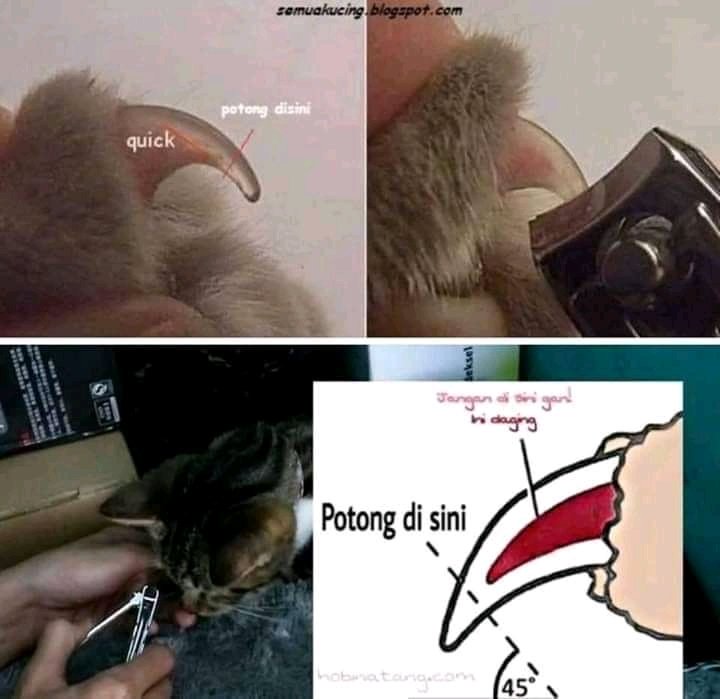 animalfess2's tweet photo. anf! nih yaa buat babu-babu sekalian, jangan asal motong! supaya kita semakin jadi babu yang profesional✔ https://t.co/niki2EJVLv