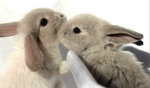  #WOOSAN as bunnies #ATEEZ    @ATEEZofficial