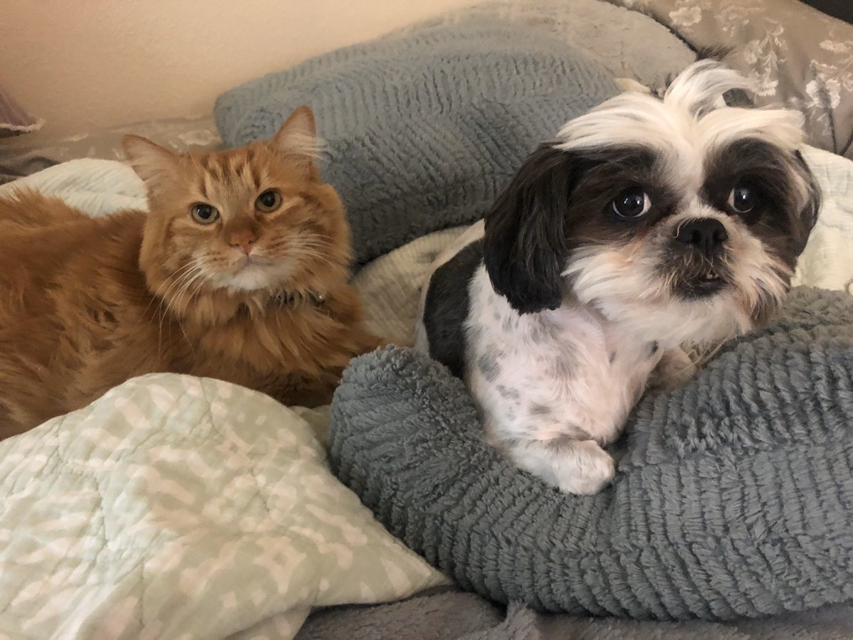 cait_tedds's tweet photo. One of the saddest parts of Charlie’s passing, is watching my roomates dog mourn him 🥺😿 you can TELL she’s so sad- they were bffs 🧡 https://t.co/OkG3bhjpdX