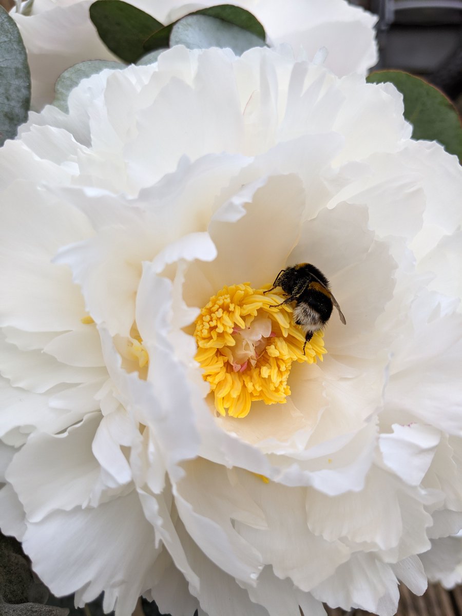 MBaileyFlorist's tweet photo. Sweet sweet peonies 🌸 https://t.co/f3ZIJCSTz2