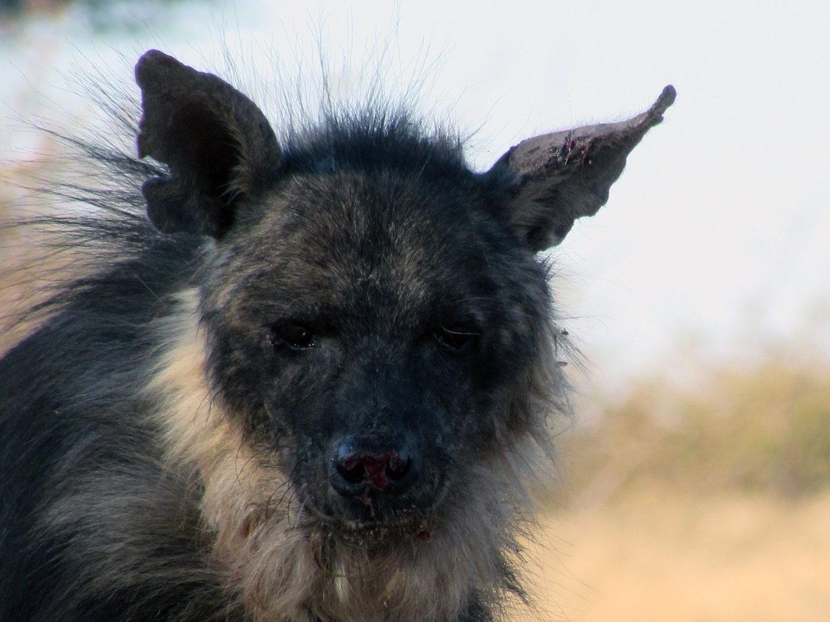 _Sarah_Edwards's tweet photo. A beauytiful sighting of my absolute favourite brown #hyena, however the appearance of the nose is worrying; a potentially nasty growth occurring.  He's next on the list for collar replacement so its a good chance for a physical exam and sample collection https://t.co/RrLS4jVGQ2
