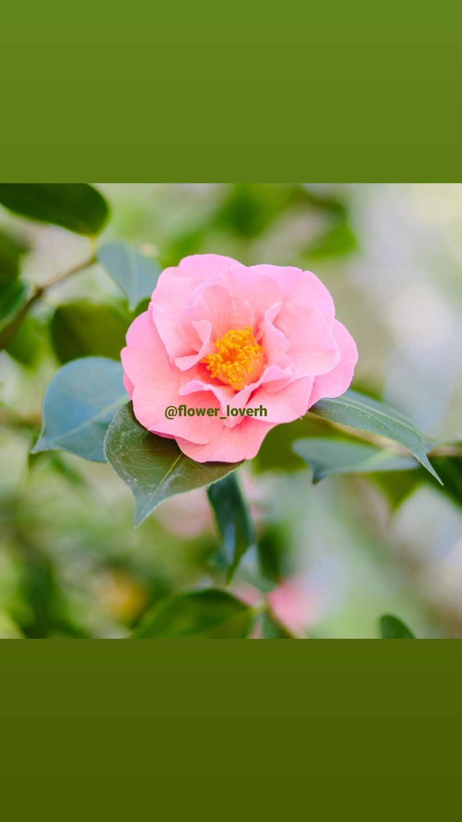 flowers_vs's tweet photo. #Flowers #flowerloverh #roses #lockdownextension #l4l #F4F #l4f #r4r #likeforlike #GLOW #Bloomsday2020 https://t.co/iQXmBsLfz0