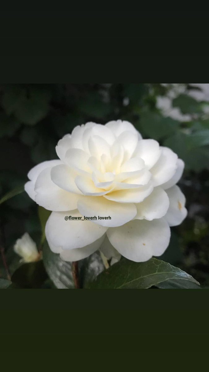 flowers_vs's tweet photo. #Flowers #flowerloverh #roses #lockdownextension #l4l #F4F #l4f #r4r #likeforlike #GLOW #Bloomsday2020 https://t.co/iQXmBsLfz0