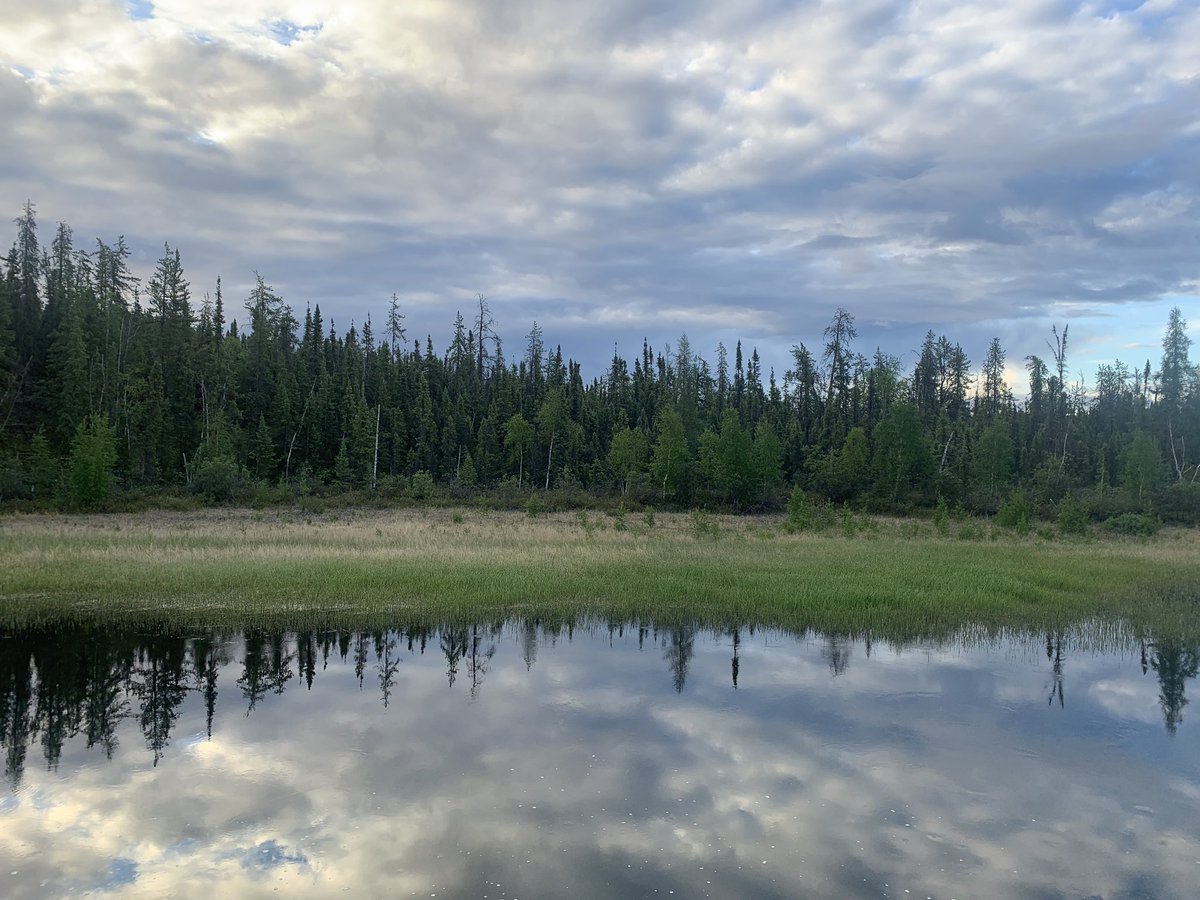 ARobertoCharron's tweet image. When you hear a Blackpoll Warbler across the way from where you deployed a #geolocator last year... You’ve gotta go check him out! Here goes! #OperationBlackpoll