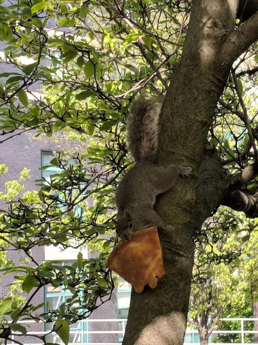Animal Behavior Society tweet media