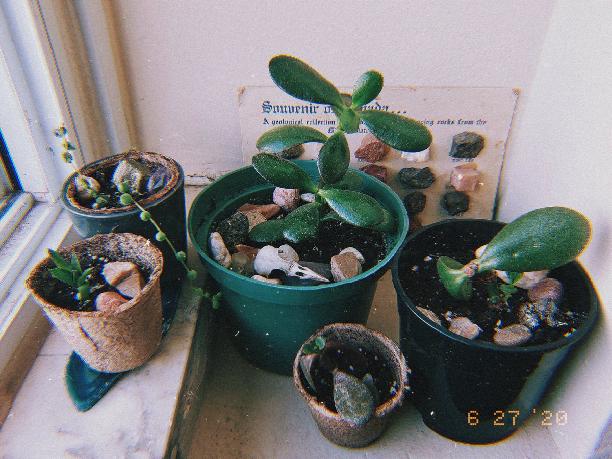 mechanikill's tweet photo. gifts<3
#jadeplant #stringofpearls #indoorplants https://t.co/U9fXR8cJtS