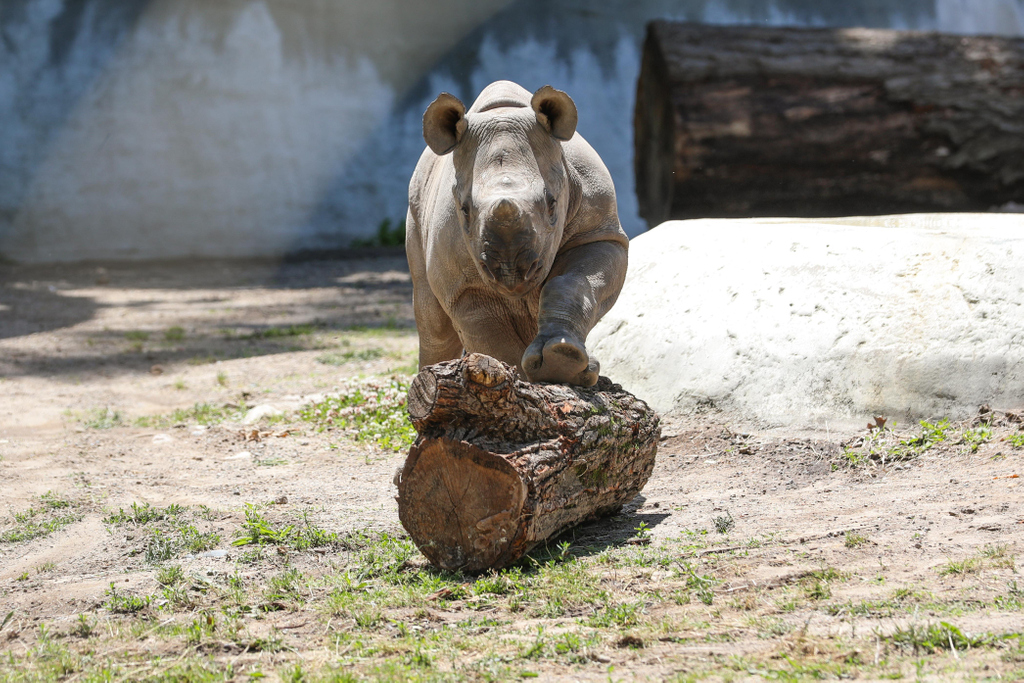 potterparkzoo's tweet photo. Balancing on a log is hard! But that doesn't stop Jaali from trying 🦏 
 
Black rhino are critically endangered and their numbers hover around 5,500 due to poaching for their horn, habitat loss, and political conflict. https://t.co/zBTmDZAMoG