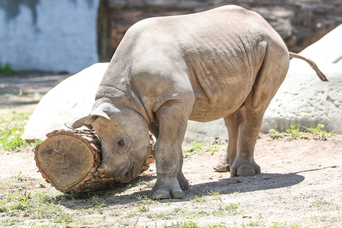potterparkzoo's tweet photo. Balancing on a log is hard! But that doesn't stop Jaali from trying 🦏 
 
Black rhino are critically endangered and their numbers hover around 5,500 due to poaching for their horn, habitat loss, and political conflict. https://t.co/zBTmDZAMoG