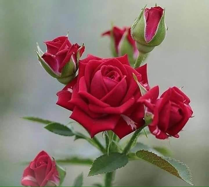 ♩

ماعندي موعد معه
لكن له معي ورد وعطر ♥️♥️
‌ ˹ اسعدتم مسائا  ❤️