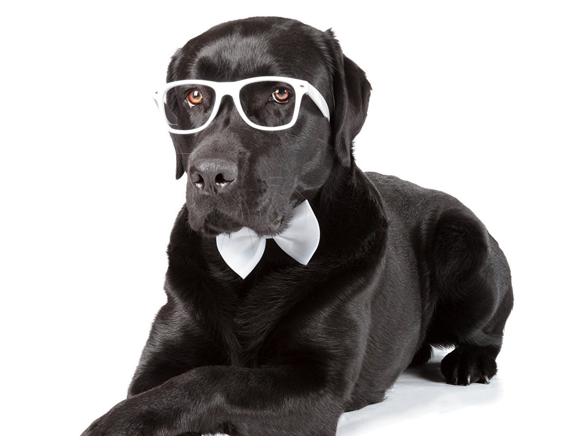 mindy_sinclair's tweet image. Perrito Sharpey🐶