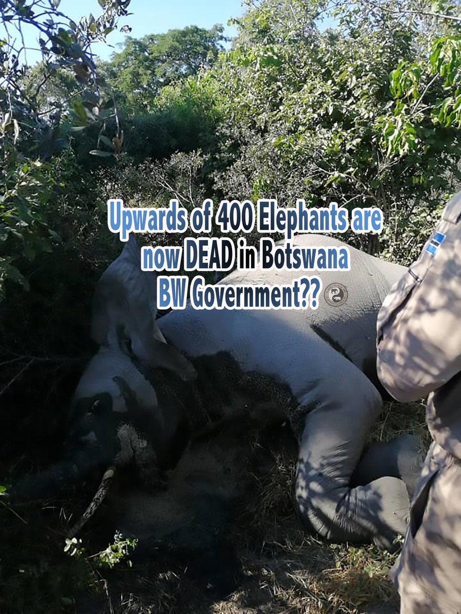 .<a href="/OfficialMasisi/">Dr. Mokgweetsi E.K Masisi</a> From reliable sources on the ground #GMFER is aware that ⭐UPWARDS of 400 ELEPHANTS are NOW DEAD in #Botswana.⭐ <a href="/SADC_News/">SADC Secretariat</a> <a href="/BarbaraCreecy_/">Minister of Environment, Forestry & Fisheries 🇿🇦</a> ? <a href="/BWGovernment/">Botswana Government</a> must ACT in OPEN &amp; ACCOUNTABLE manner 2 INVESTIGATE CAUSALITY. <a href="/USEmbassyBW/">U.S. Embassy Botswana</a> <a href="/IUCN/">IUCN</a>
© image: <a href="/botswanaSafari2/">botswana Safari News</a>