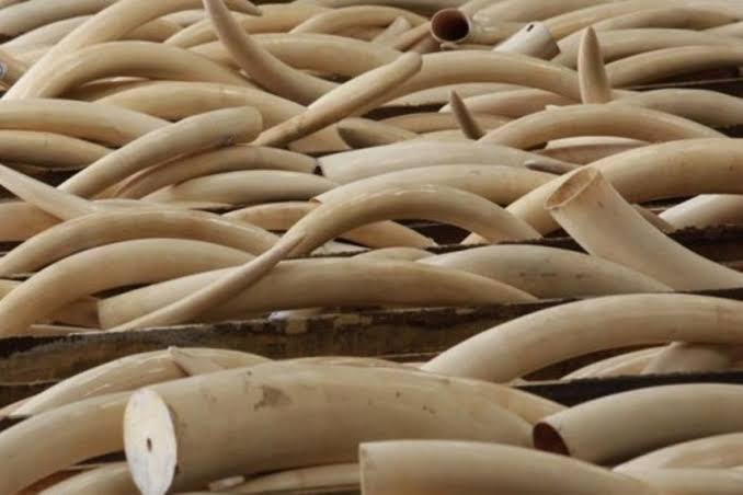 How many African governments are ready and willing to let an independent audit of its national stockpiles of various seized wildlife products, for transparency reasons? <a href="/CITES/">CITES</a> do you have any of these records, are they verified, are they open to the public? <a href="/TRAFFIC_WLTrade/">TRAFFIC</a>