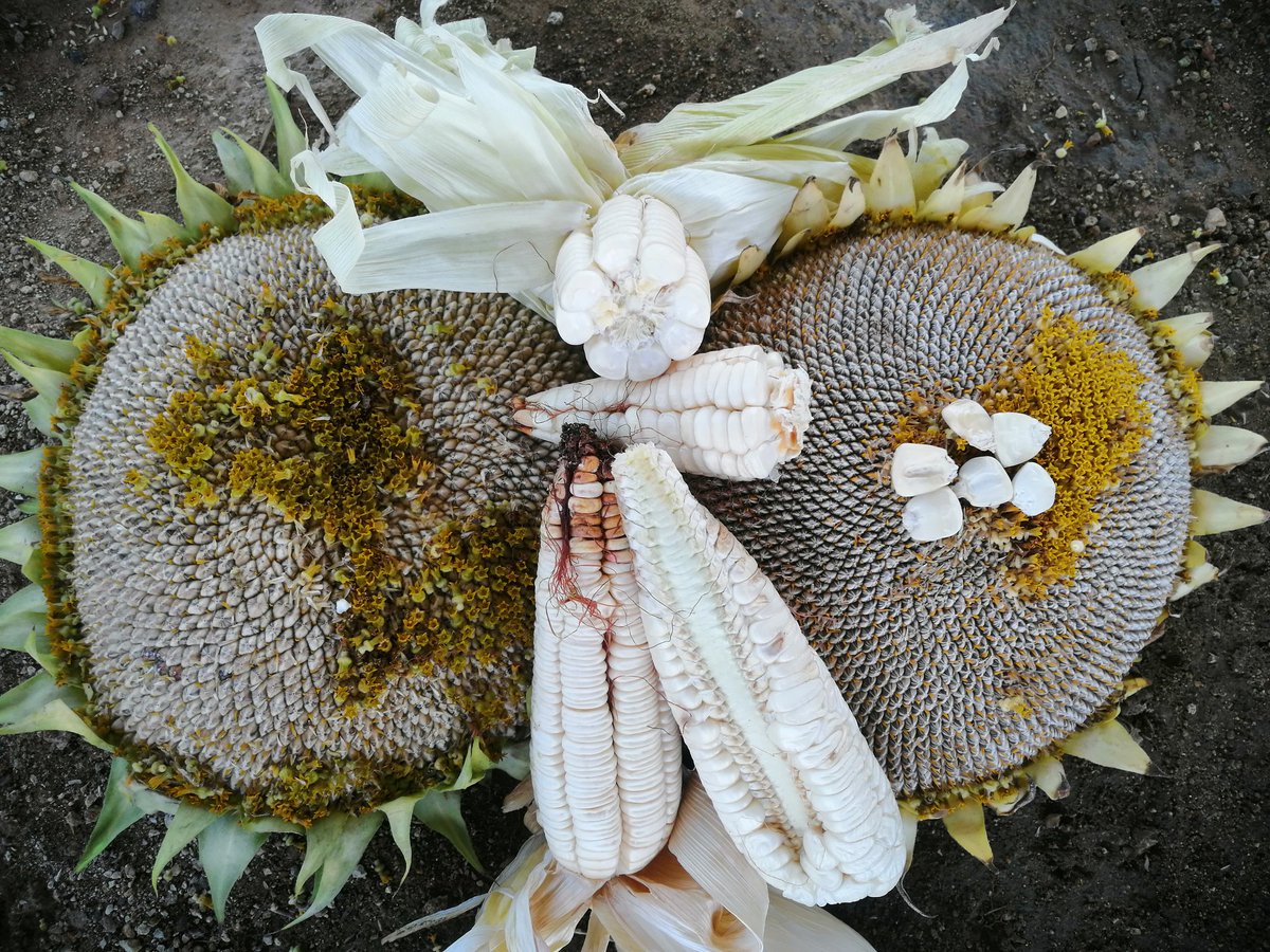 Carcito's tweet photo. Maíz ancho de la comunidad de Achichipico, municipio de Yecapixtla, Morelos, cultivado en Soledad Etla en asociación con girasol y frijol criollo. 

Si se adapta a la zona, hay detalles que mejorar,  una estupenda alternativa para nichos de mercado de gastronomía. https://t.co/BUQTF2Dnhh