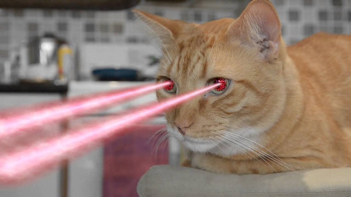 Кошка играет указкой. Кот с глазами лазерами. Котик с лазером. Лазеры из глаз. Котик с лазерами из Глак.