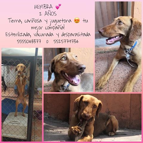 ¡En adopción!

Linda peluda de dos años, cariñosa y juguetona. Con cuadro de salud completo.