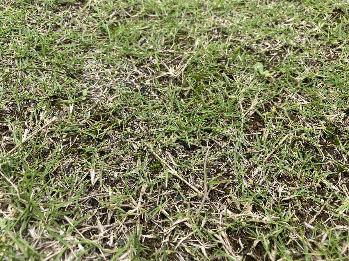 カッキー コケ発生中 キレダー購入したがこの辺は張り替えた方がいいのかどうか 芝生 芝活 芝奴隷