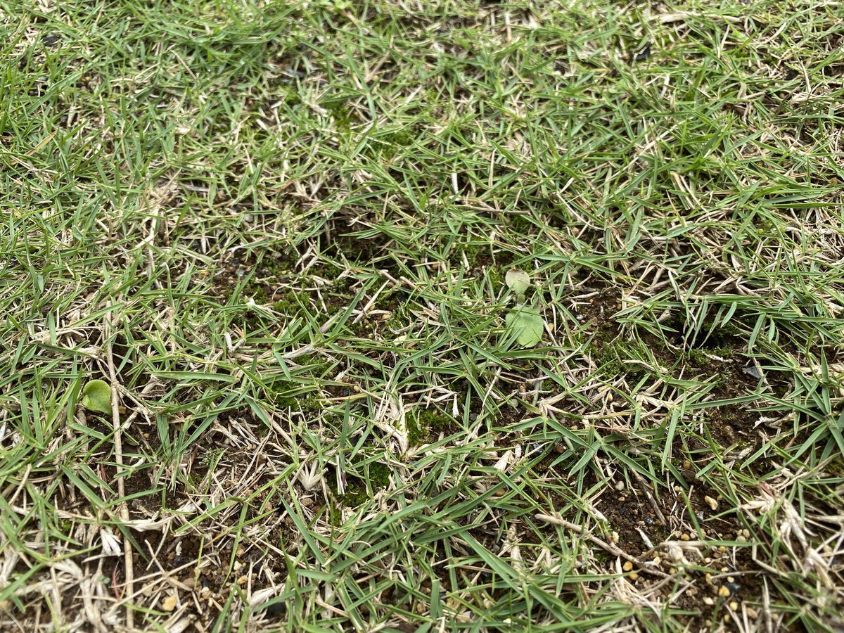 カッキー コケ発生中 キレダー購入したがこの辺は張り替えた方がいいのかどうか 芝生 芝活 芝奴隷 カッキー コケ発生中 キレダー購入したがこの辺は張り替えた方がいいのかどうか 芝生 芝活 芝奴隷