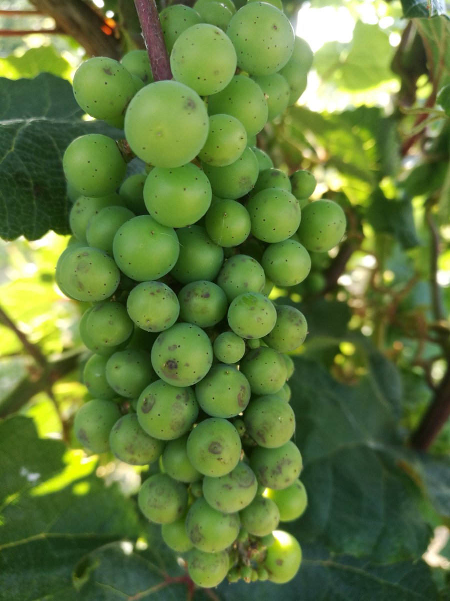 Dattu_51's tweet image. What's going on with these grapes?