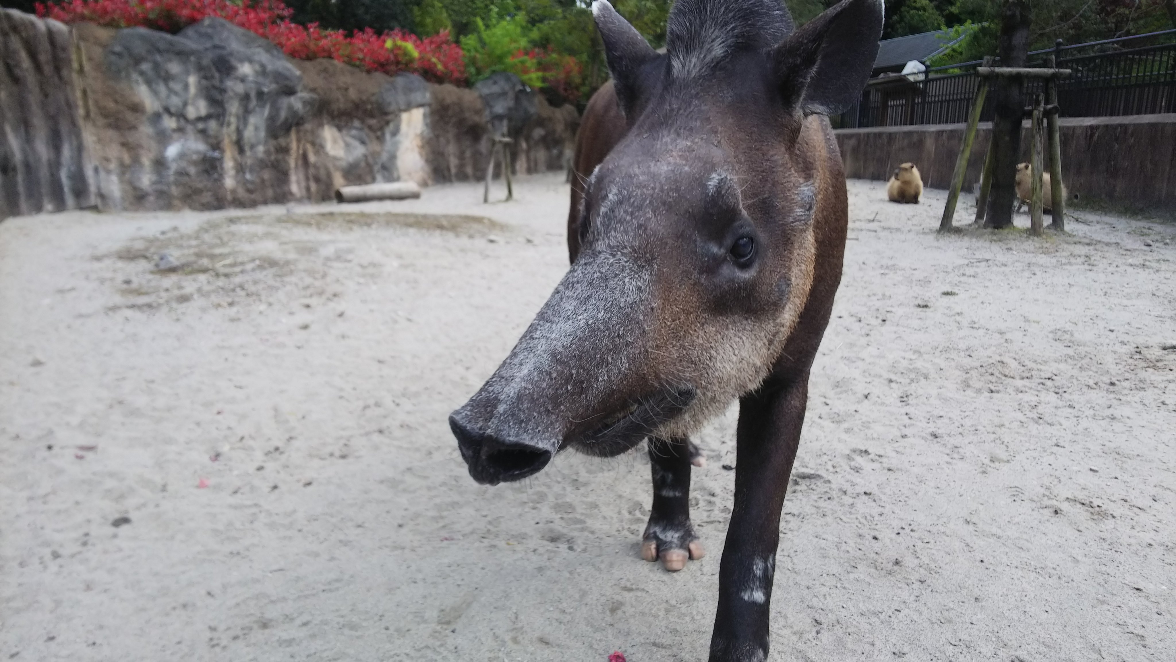 Twitter 上的 鹿児島市平川動物公園 大量の足跡の正解は ブラジルバクでした 以前 バク検定でも足の様子を載せたので ご覧になった方は 余裕でしたよね バクってよく見るとかわいいしカッコいいし 大きいし でも写真じゃ上手く切り取れないので 観察に来て