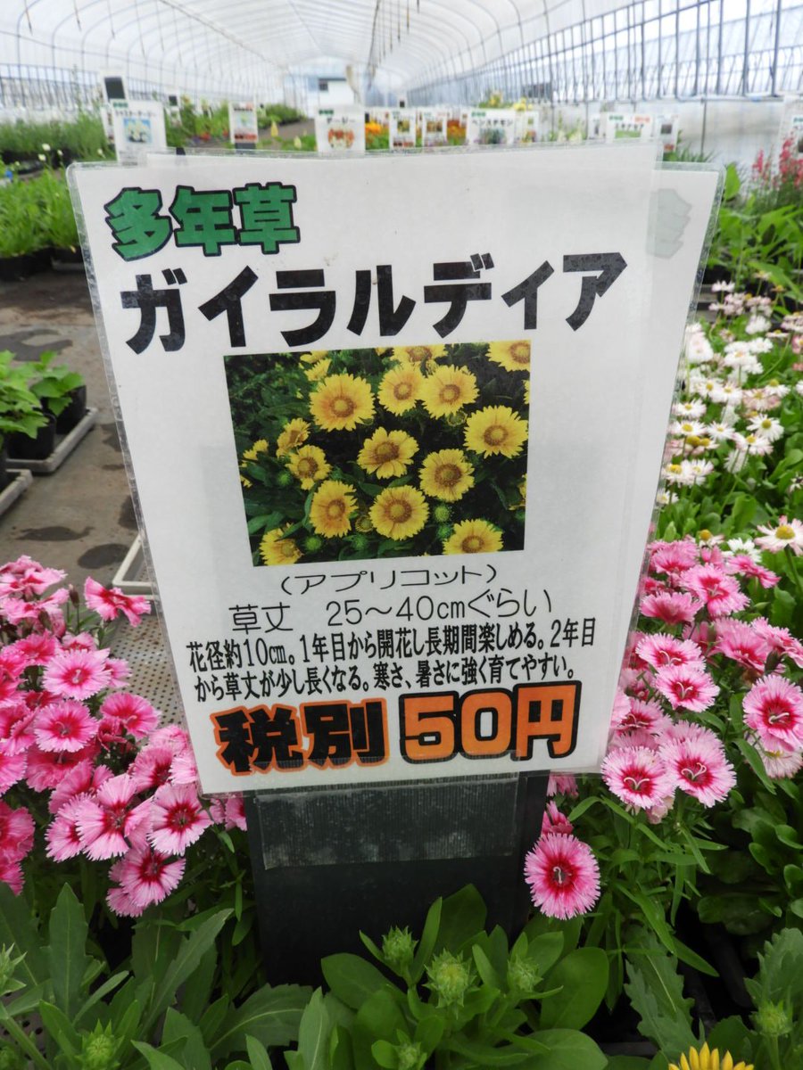 花のまつうら 多年草 ガイラルディア シャスターデージー 咲いてきました 花のまつうら 花のまつうら 多年草 ガイラルディア シャスターデージー 咲いてきました 花のまつうら