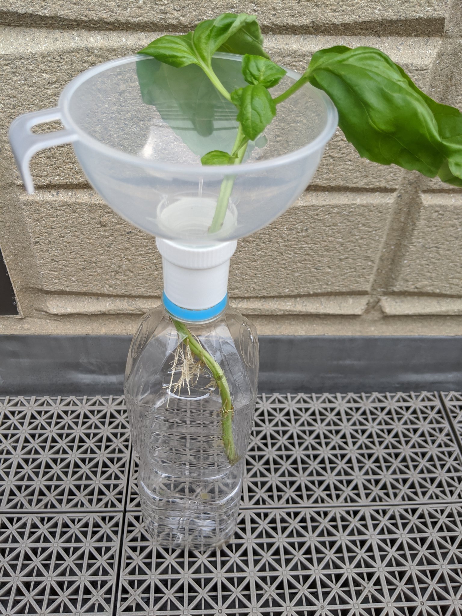 Cottoncolo 何の問題もなく 上部が大きくなると倒れ易くなるので ずんぐりした1lのペットボトルや炭酸飲料の 2lボトルが手に入るならそっちのほうがおすすめ ペットボトル 水耕栽培 T Co Eyqpqrxgiy Twitter