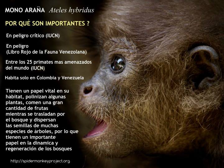 Proyecto Mono Araña tweet media