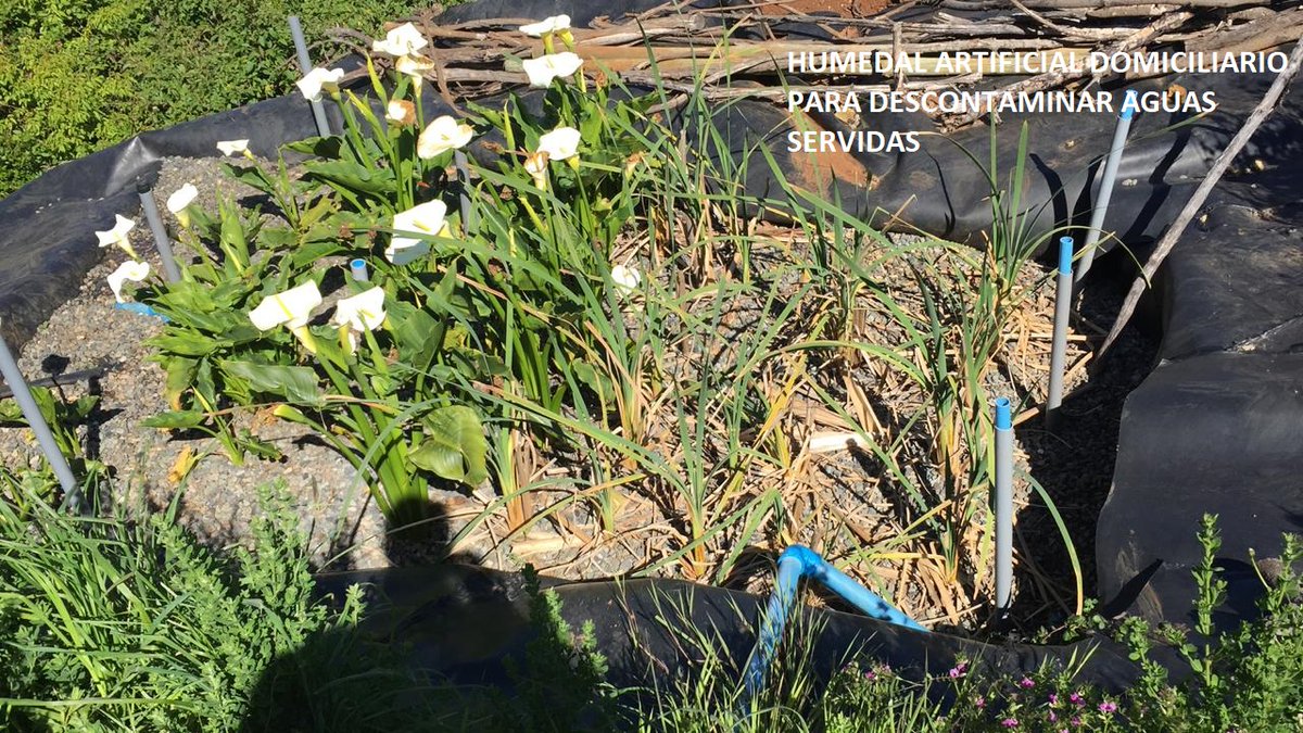 CisternaOsorio's tweet photo. Tiempo atrás dicte unas charlas de Humedales Artificiales para tratar Aguas Residuales (servidas)y algun@s quedaron rezagad@s, así que este viernes 3 de Julio a las 19.30 repetiremos la experiencia y desde ya están invitados, para inscribirse enviar correo por DM. https://t.co/52V4TBkgeL