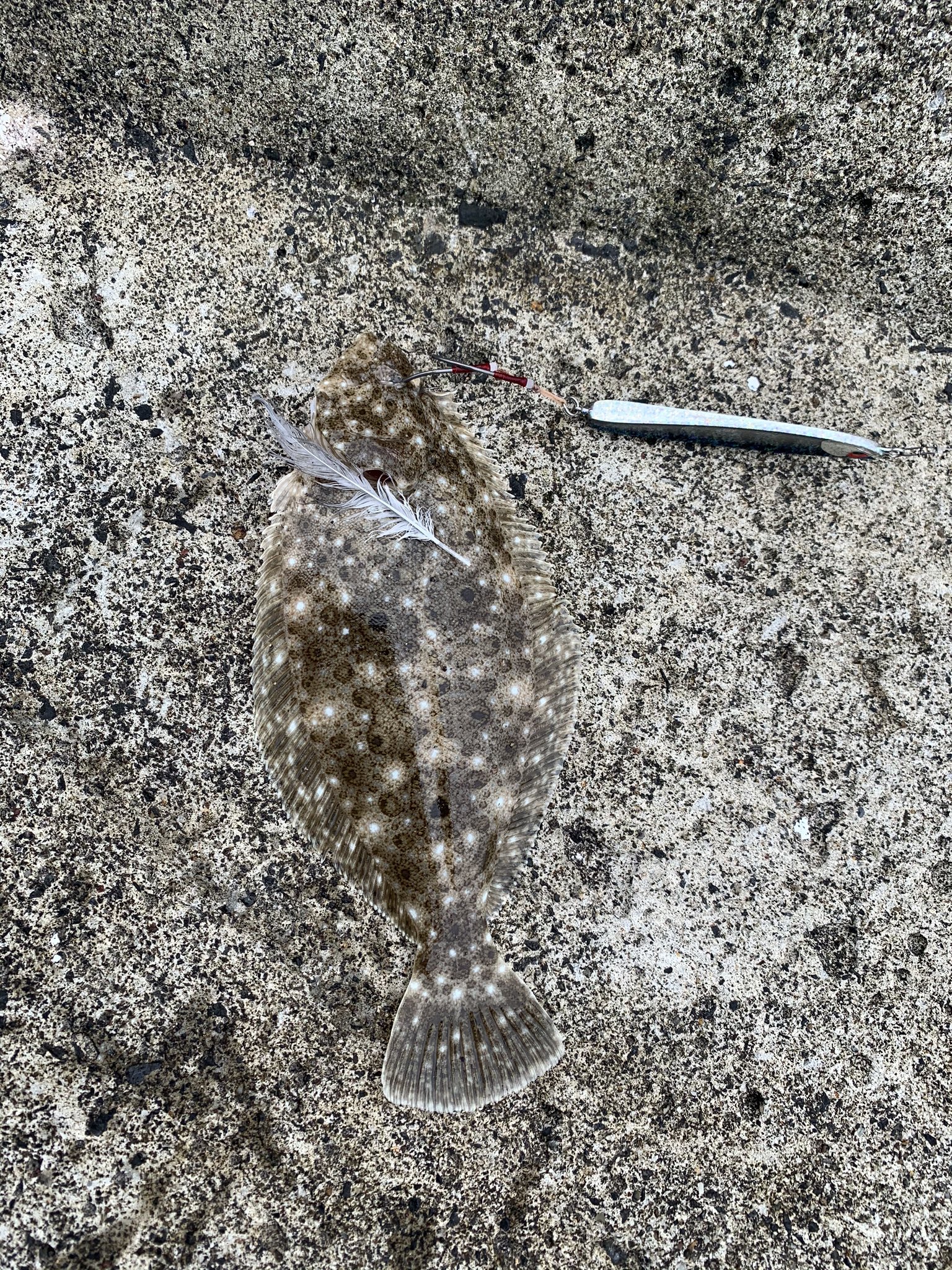 たっつん 6月最後のサクラ釣行はソゲにチビナメにサクラ 釣り 海 東北 岩手 北三陸 ルアーフィッシング サクラマス 海サクラ ヒラメ ソゲ 根魚 アイナメ ルアーズケミスト ディアンワイド40 グリッターカタクチ シマノ ステラ エクス