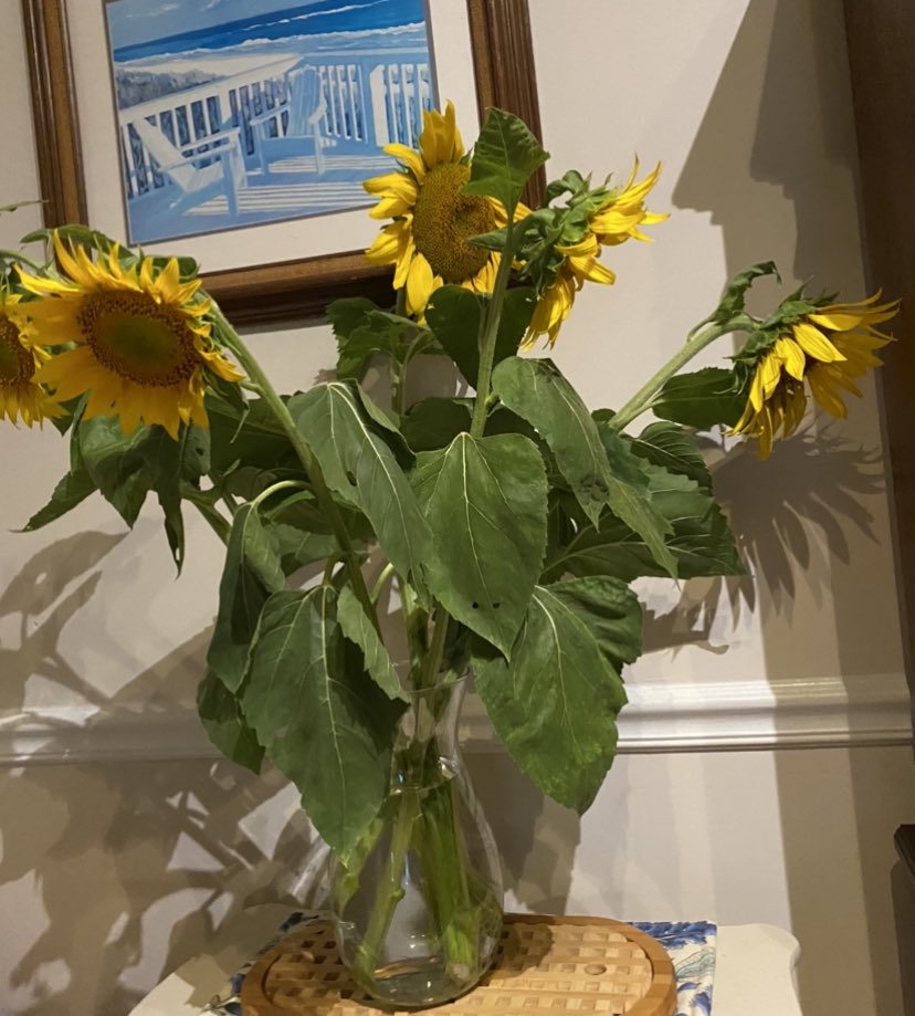 LearningWEase's tweet photo. Sunflowers from a farm off Buffalo in Wendell! Those colors make me smile! https://t.co/2AeOKR75Ih