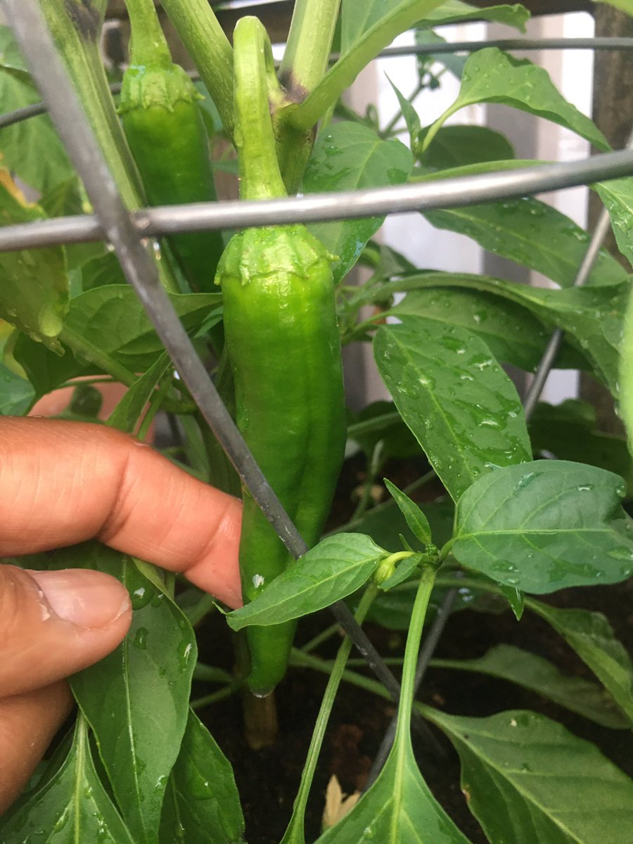 We’ve come a long way. The seed and plant experiment begun months ago is a success! I have no idea what kind of pepper this is, how spicy it is, nor when to remove it. They are def bigger than I expected. 