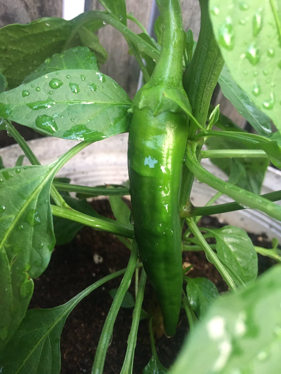 We’ve come a long way. The seed and plant experiment begun months ago is a success! I have no idea what kind of pepper this is, how spicy it is, nor when to remove it. They are def bigger than I expected. 