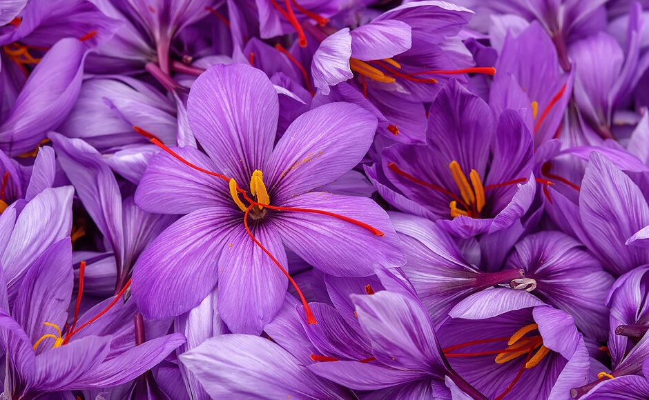 2) Azafrán viene del árabe: az-za'fran Significa "amarillo".Pero la flor es violeta.¡Y le dicen el oro rojo!Se produce con los estigmas secos del pistilo de la flor "Crocus Sativus".Ésa es la flor y los "palitos rojitos" son los estigmas.