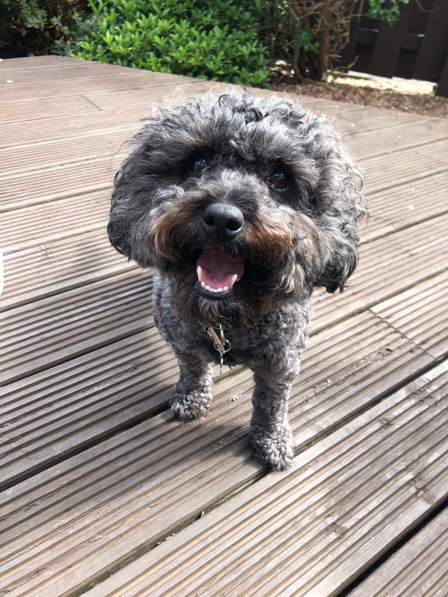 🐶