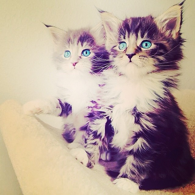 Cats Luver tweet media