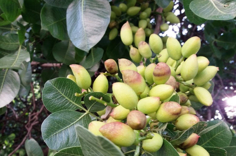 8) ¿Reconocen ese árbol, esas frutitas todavía verdes y secas?¡Árbol de pistacho!En Irán y Turquía los venden así, frescos: uno les saca la corteza, rompe la cáscara y los come.