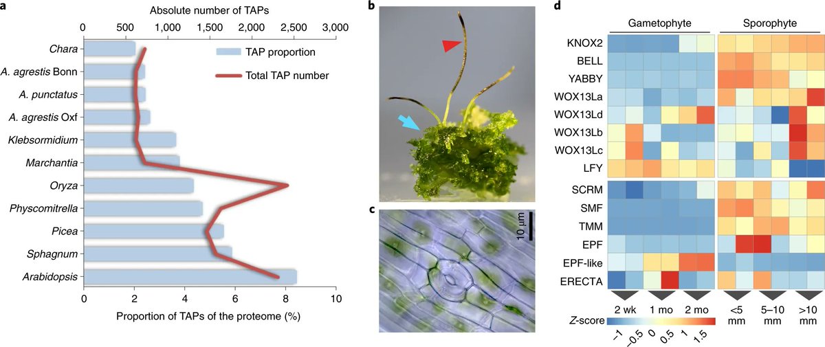 sci_plant's tweet photo. Anthoceros genomes illuminate the origin of land plants and the unique biology of hornworts
https://t.co/f4qsDwHoIO
#plantscience #Anthoceros #landplants @NaturePlants ♻️ https://t.co/ft7SofrbxS